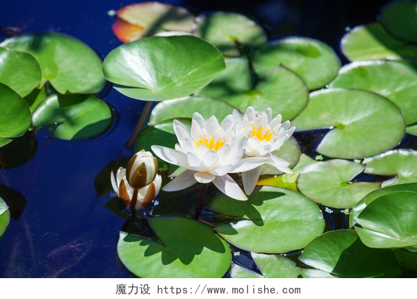 水面上漂浮的白色荷花两朵白百合，一朵花蕾在碧水之上，绿叶背景紧密相连，三朵美丽的水百合在池塘上绽放，荷花在阳光明媚的夏日在水面上绽放，复制空间